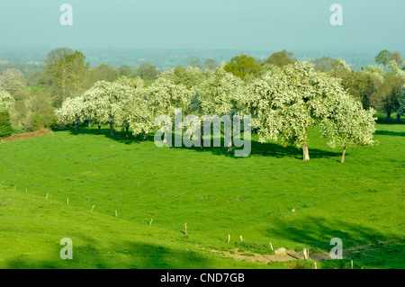 Orchard : perry poiriers en fleurs à ressort (Domfrontais, Orne, Normandie, France). Banque D'Images