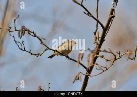 Eurasienne - « récent - Nord (Phylloscopus collybita) perché sur une branche au printemps Banque D'Images