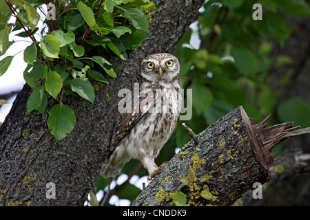 Petit hibou perché sur off scié en direction de verger dans le Nord de l'Espagne Banque D'Images