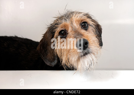 A cute dog obtenir une baignoire. Profondeur de champ la plus nette avec l'accent sur les yeux. Banque D'Images