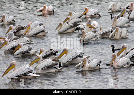 Le pélican blanc natation sur le lac kirkini dans le Nord de la Grèce Banque D'Images