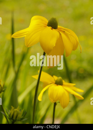 Deux fleurs de Rudbeckia laciniata Herbstsonne dans la lumière du soleil Banque D'Images