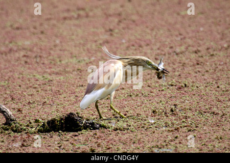 Crabier chevelu avec billful de petits poissons au bord du lac dans le Nord de la Grèce Banque D'Images