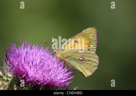 Papillon jaune assombrie sur Thistle d'alimentation dans le Nord de la Grèce Banque D'Images