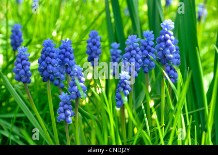 La jacinthe de raisin (Muscari armeniacum) en fleur au printemps dans un jardin. Banque D'Images