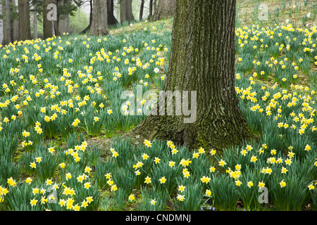 Daffodil Hill à Cleveland's Lakeview Cemetery. Banque D'Images