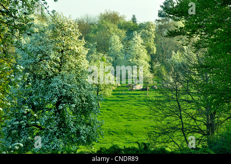 Orchard : perry poiriers en fleurs à ressort (Domfrontais, Orne, Normandie, France). Banque D'Images