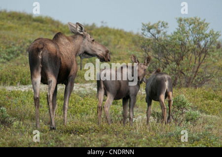 Une vache de l'Orignal (Alces alces) et lits jumeaux veaux font leur maison dans le parc national Denali, en Alaska. Banque D'Images