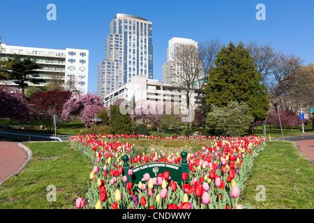 Tulipes maintenu par l'embellissement des plaines blanches Foundation dans le triangle dans le jardin de l'avenue Westchester White Plains, New York. Banque D'Images