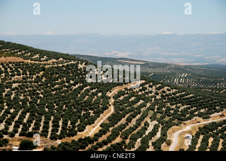 Vue sur les oliveraies et la campagne vu de la Plaza Santa Lucia, Ubeda, province de Jaén, Andalousie, Espagne, Europe de l'Ouest. Banque D'Images