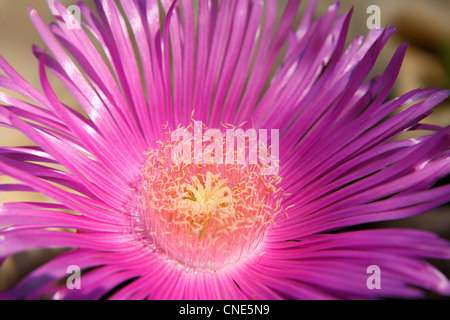 Hottentots Carpobrotus acinaciformis (Fig. -) close up Banque D'Images