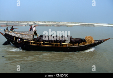 Le trafic dans la rivière Padma (Gange) et de la rivière Jamuna (Brahmapoutre) est riche et essentielle pour la vie quotidienne au Bangladesh Banque D'Images