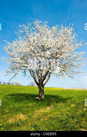 Blossoming cherry tree sur le pré vert au printemps Banque D'Images