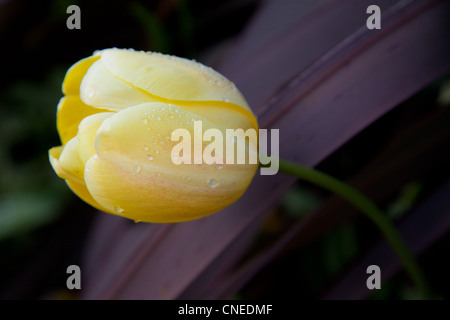 Une tulipe après la pluie Banque D'Images