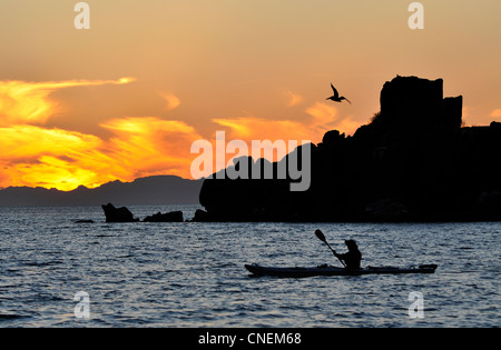 Pelican survolant le kayakiste de mer au coucher du soleil, l'Isla Espiritu Santo, Baja California, au Mexique. Banque D'Images