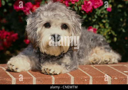 Dandie Dinmont Terrier puppy couché Banque D'Images