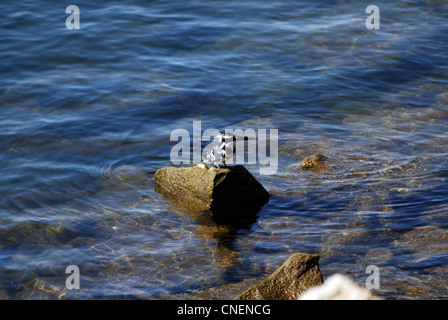 Pied Kingfisher sur un rocher dans le numéro 3125 du Nil Banque D'Images