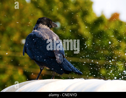 Oiseau Noir couverts par les gouttes d'eau sur du marbre blanc et des arbres en arrière-plan Banque D'Images