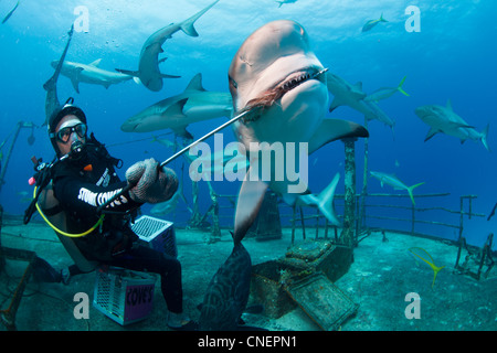 Chargeur de requins et les requins de récif des Caraïbes Banque D'Images