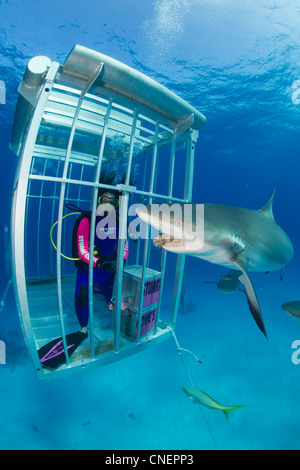 Plongeur femelle shark cage en rss les requins. Banque D'Images