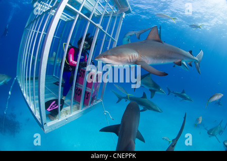 Plongeur femelle en cage Requins Requins jusqu'chums Banque D'Images