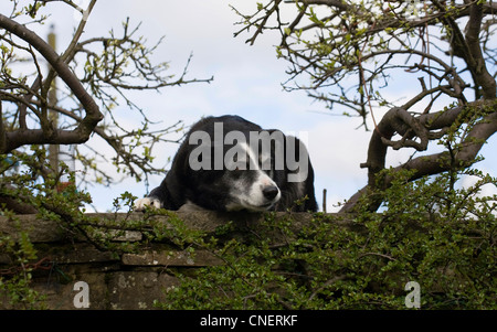 Chien assis sur un mur en attente de propriétaire, dans le North Yorkshire Dales National Park, Royaume-Uni Banque D'Images