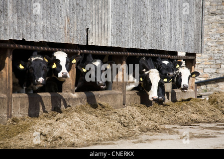 Les génisses Holstein en étable, l'alimentation au niveau de l'exploitation dans Wensleydale, North Yorkshire Dales National Park &, UK Banque D'Images