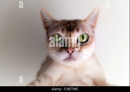 Mignon petit chat Singapura, regardant avec de grands yeux verts, expression énigmatique Banque D'Images