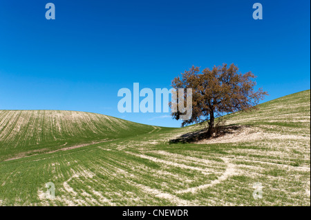 Hills près de Prado del Rey, Andalousie, Espagne Banque D'Images