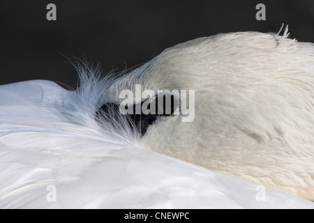 Head shot d'un cygne trompette (Cygnus buccinator) reposant sur la lagune Esquimalt, Victoria, BC, Canada en Septembre Banque D'Images