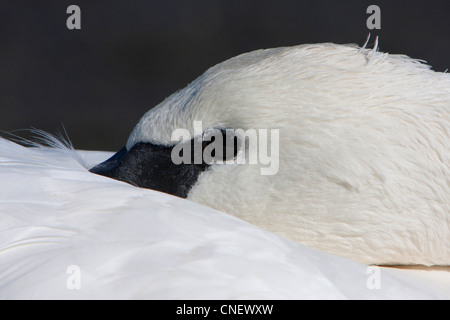 Head shot d'un cygne trompette (Cygnus buccinator) reposant sur la lagune Esquimalt, Victoria, BC, Canada en Septembre Banque D'Images