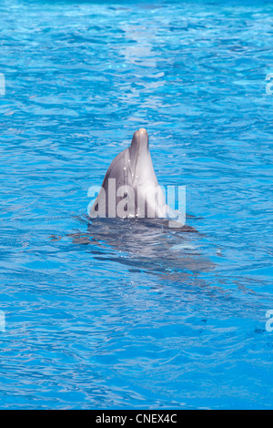 Bootlenose dolphin dans l'aquarium Banque D'Images