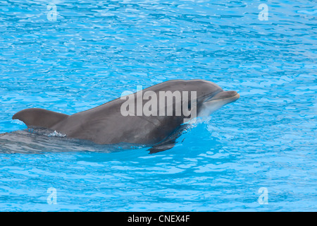 Bootlenose dolphin dans l'aquarium Banque D'Images