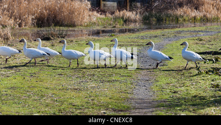 Snow Goose, gros plan d'oiseaux migrateurs Banque D'Images