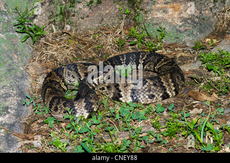 Western Cottonmouth, Serpent Agkistrodon leucostoma piscivores Banque D'Images