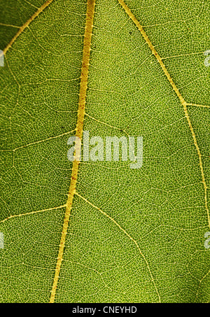 Très détaillé photo macro d'une feuille montrant réseau de veines Banque D'Images