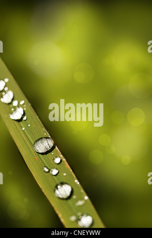 Rosée du matin les gouttelettes d'eau sur un brin d'herbe sous le soleil avec un fond vert montrant l'effet bokeh flou Banque D'Images