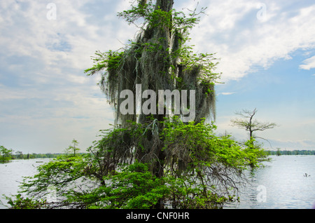 Le cyprès chauve, Taxodium distichum arbres, couverts de mousse espagnole. Atchafalalaya Atchafalalaya bassin, swamp, en Louisiane. Aux USA, US, United States Banque D'Images