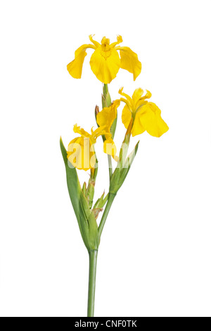 Tige avec trois fleurs de l'iris jaune pseodacorus isolé sur fond blanc Banque D'Images