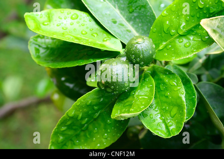 Tangerines brut avec gouttes de pluie sur l'arbre. Banque D'Images