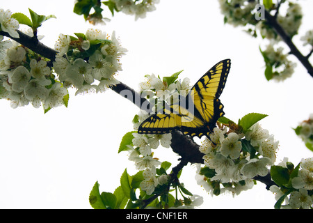 Papillon machaon jaune printemps Fleurs de cerisier sur Banque D'Images