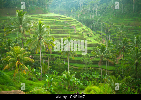 Terrasse de riz dans les montagnes de Bali, Indonésie. Banque D'Images