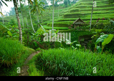 Terrasse de riz dans les montagnes de Bali, Indonésie. Banque D'Images