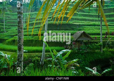 Terrasse de riz dans les montagnes de Bali, Indonésie. Banque D'Images