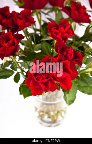 Close up de roses rouges dans un vase Banque D'Images