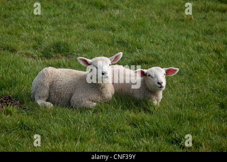 Agneaux bébé dans un champ pendant la saison d'agnelage de Nidderdale, Yorkshire Banque D'Images