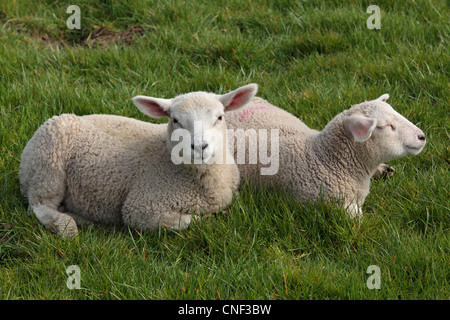 Agneaux bébé dans un champ pendant la saison d'agnelage de Nidderdale, Yorkshire Banque D'Images