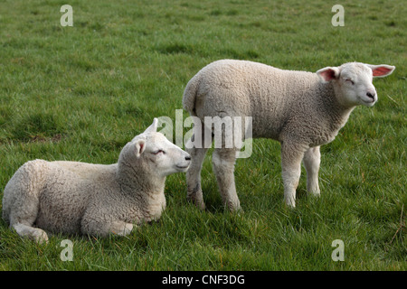 Agneaux bébé dans un champ pendant la saison d'agnelage de Nidderdale, Yorkshire Banque D'Images