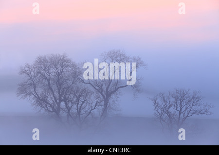 Les branches d'arbres entouré par la brume au lever du soleil près de Scosthrop dans Malhamdale, Yorkshire Banque D'Images