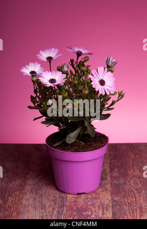 Pot avec Pink Daisy africains (Dimorphotheca Pluvialis) Banque D'Images